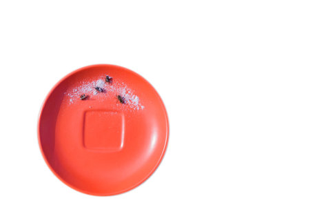 Dead flies lie in a plate of white powder