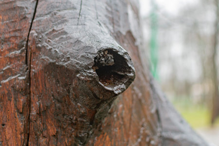 Fragment of a hewn wooden figure in a recreation Park