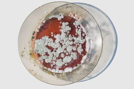 A dirty plate covered with mold on a light backgroundの写真素材