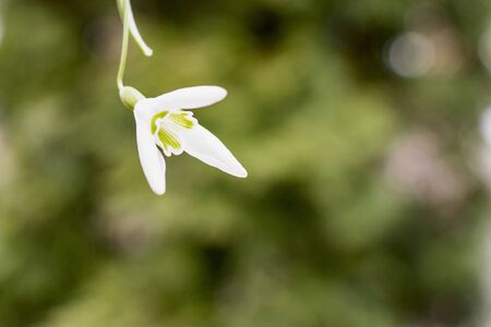 White snowdrops in the first Sunny days of springの写真素材