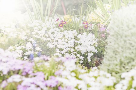 Different flowers in the garden in springの写真素材