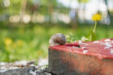 Snails crawl in the garden on a warm Sunny eveningの写真素材