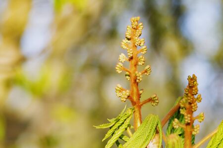 A sprig of a chestnut flower beginning to bloomの写真素材