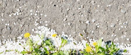 Dandelion plant on the asphalt,and a lot of white petalsの写真素材