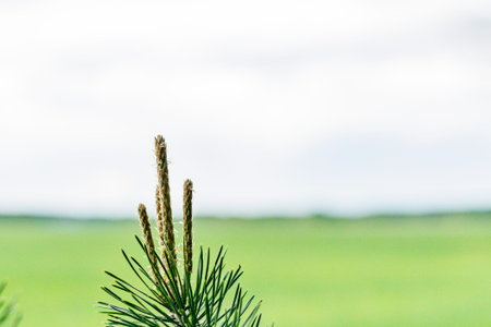 Young shoots of pine branches in the spring in the forest
