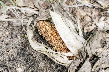 An old rotted ear of corn from last year is lying on the groundの写真素材