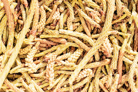 Collected young shoots of pine branches for jam