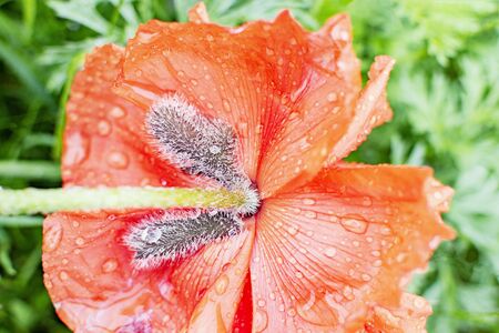 A poppy flower soaked in warm summer rainの写真素材