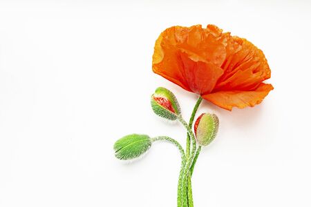Poppy flower soaked in warm summer rain on a white backgroundの写真素材