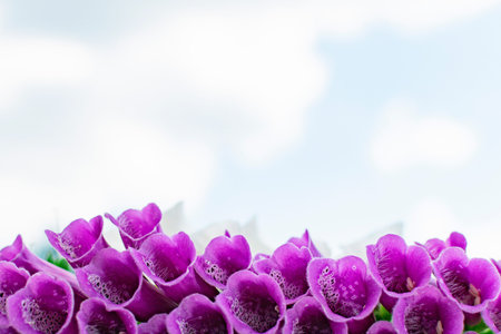 Summer flowers with large white and purple buds in a Sunny garden