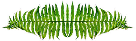 Leaf of a large green herbaceous plant on a white background