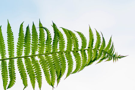 Leaf of a large green herbaceous plant on a white background