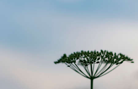 Bud of a flowering plant against the evening skyの写真素材