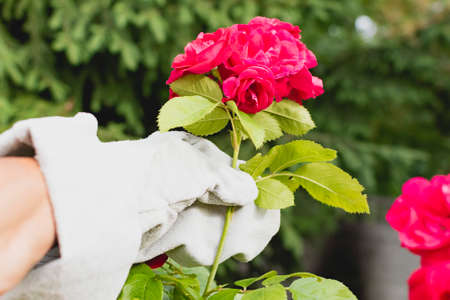A gloved gardener works with plants with thorns in the gardenの写真素材