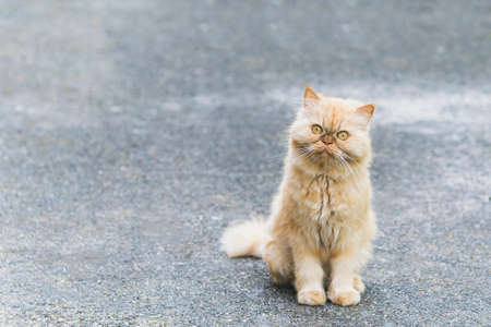 A red-colored cat walks near a house in the villageの写真素材