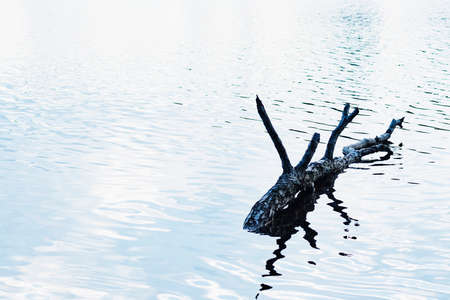 A broken old log sticks out from under the water in the lakeの写真素材