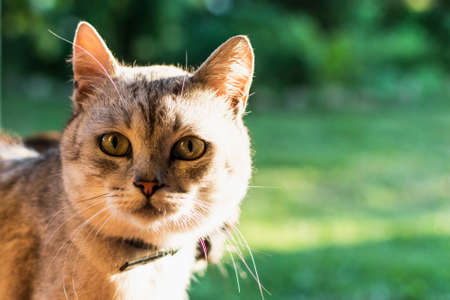 Gray cat with a collar in the yard of a private houseの写真素材
