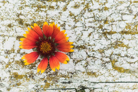 Background image of red and yellow flowers. Flowers on a background of old woodの写真素材