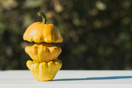 Some squash are on the table in the garden. Vegetables are yellow in the evening soft sunの写真素材