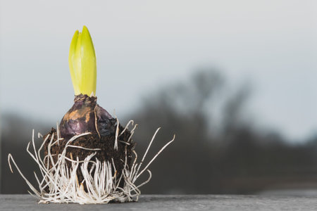 Bulb of a plant with white roots on the background of a window