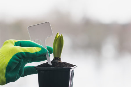 Pre-planting of plants in the ground before spring
