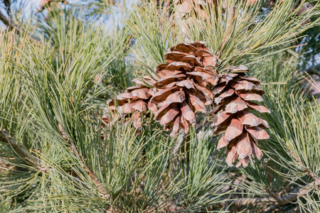 Large cones on a decorative pine tree in the yard