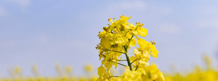 An agricultural plant with numerous yellow flowers