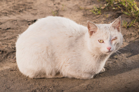 A lone white cat with a black eye sits in the yardの写真素材