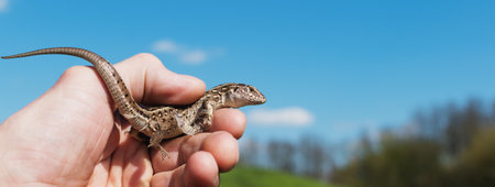 An adult man keeps a small lizard in a chicken coop against the background of natureの写真素材