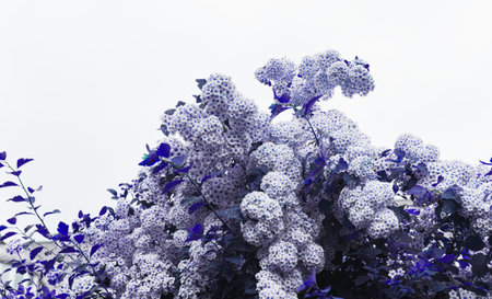 Flowering white large buds bushes with small flowers
