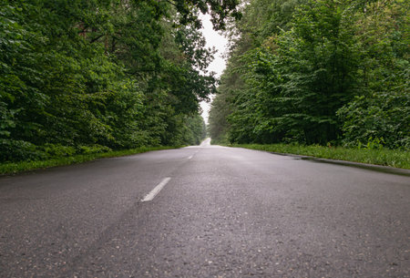 An empty paved road in a dense green forest