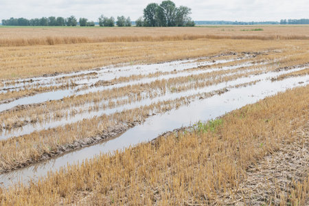 Partially harvested wheat field, flooded after rainの写真素材