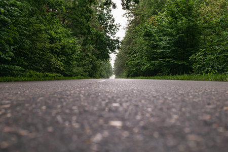 An empty paved road in a dense green forest