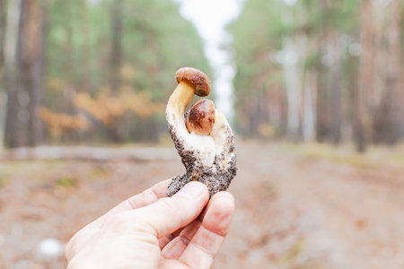 Young mushrooms in the forest, on a warm autumn dayの写真素材