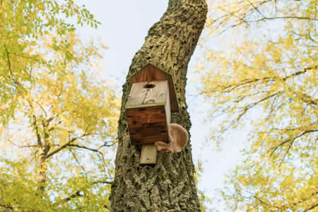 A bird house on a tree in an autumn park with fallen leavesの写真素材