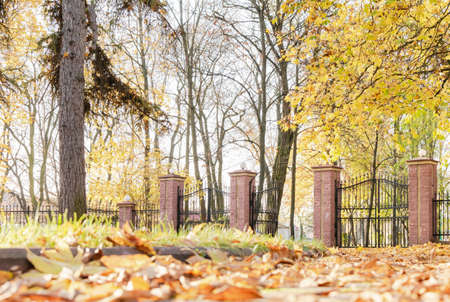 View of the autumn park with crumbling yellowed foliageの写真素材