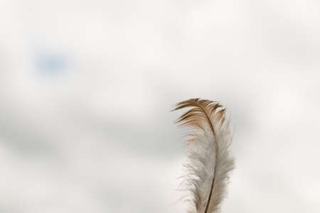 A small fluffy goose feather against the skyの写真素材