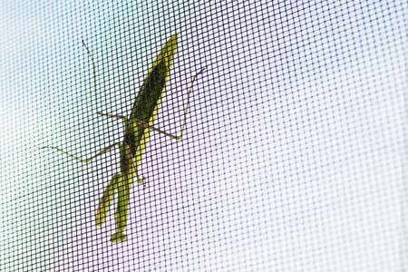 A mantis sits on a mosquito net on the window
