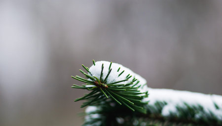Spruce paw covered with snow in cloudy winter weather