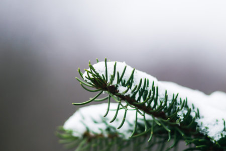 Spruce paw covered with snow in cloudy winter weather