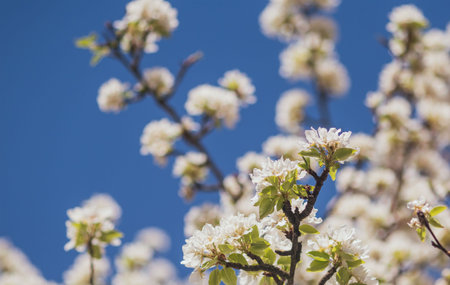 Flower buds on tree branches in early springの写真素材
