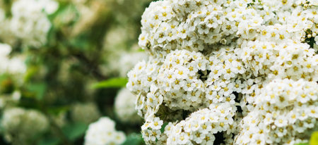 Flowering white large buds bushes with small flowers