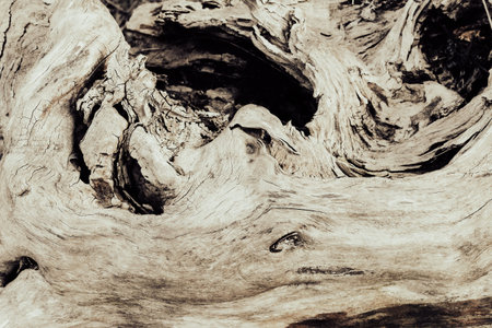 Texture image of a fragment of an old rotted tree