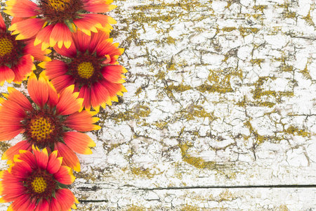 Background image of red and yellow flowers. Flowers on a background of old wood