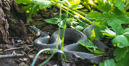 Tinted image of a snake crawling in the grass