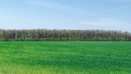 Sprouted sprouts of winter crops in a field near the forestの写真素材