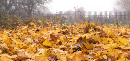 View of the autumn forest with fallen colorful leaves