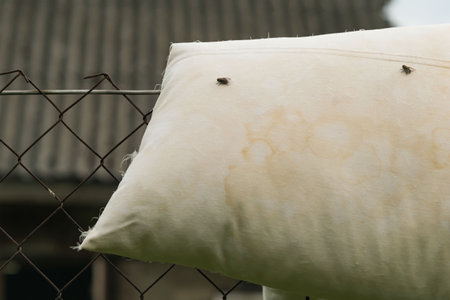 A fly is sitting on an old dirty pillowの写真素材