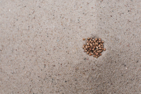 Grains of various cereals in the sand during a droughtの写真素材