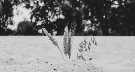 Grains of various cereals in the sand during a droughtの写真素材